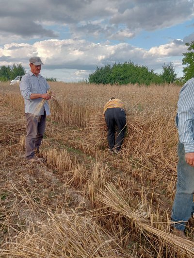 Zażynki w Rozięcinie 2025